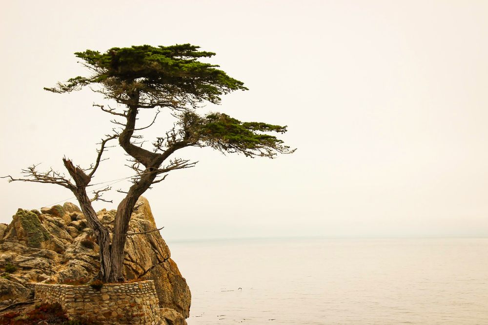 Lone Cypress cerca de Carmel