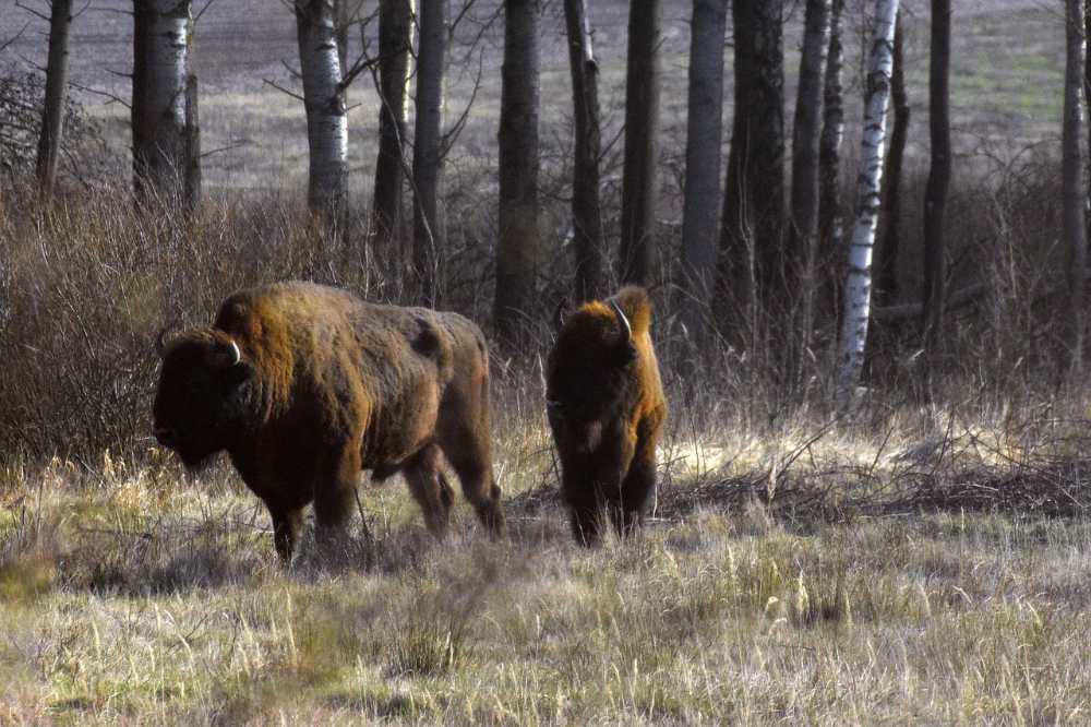 bisontes al visitar yellowstone
