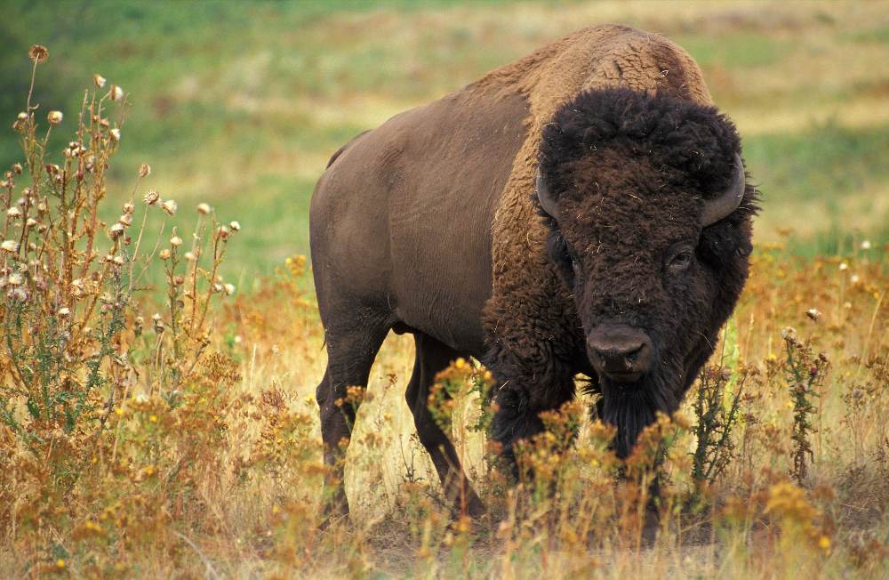 bisontes en yellowstone