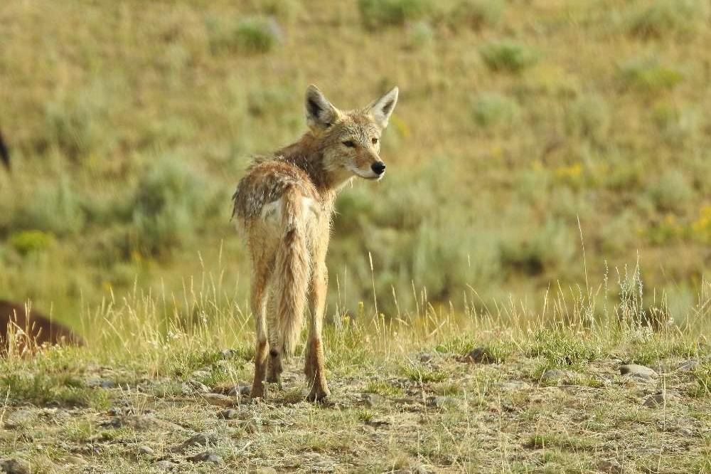 coyote grand teton