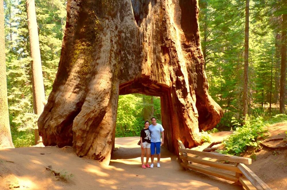 debajo de una sequoya en yosemite
