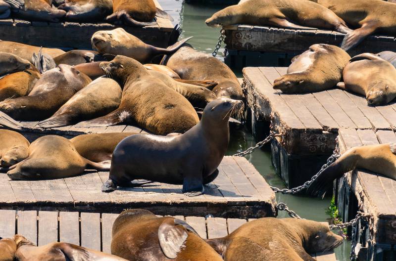 Pier 39 de san francisco
