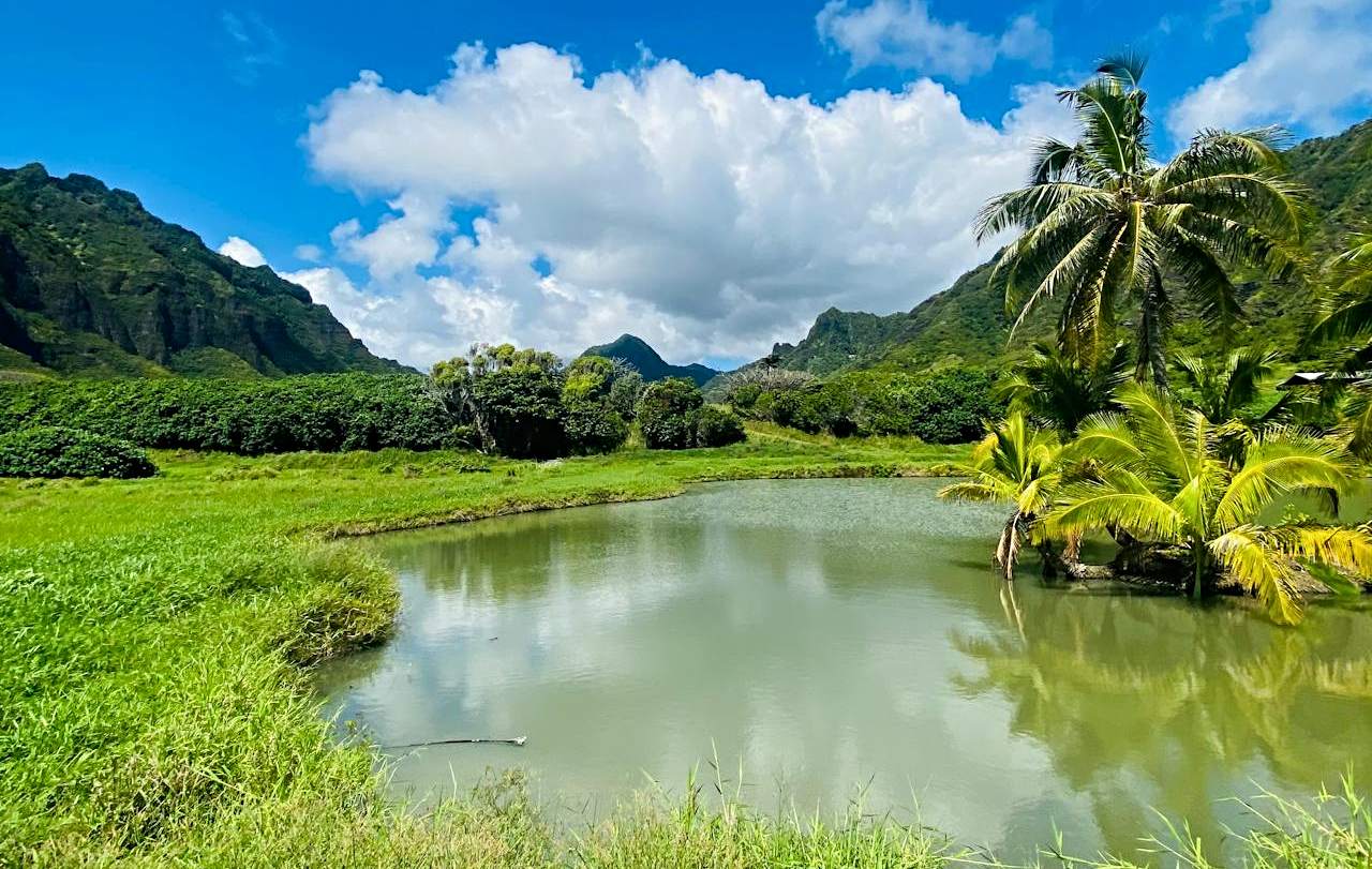 Paisaje selvático en Hawaii