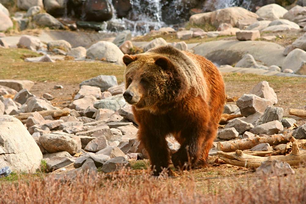 oso de yellowstone