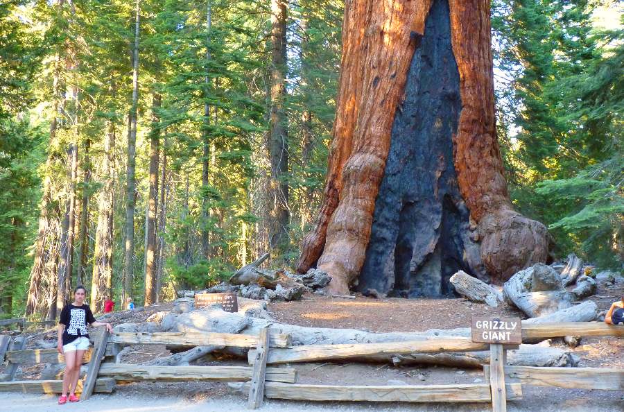 grizzly giant yosemite mariposa grove