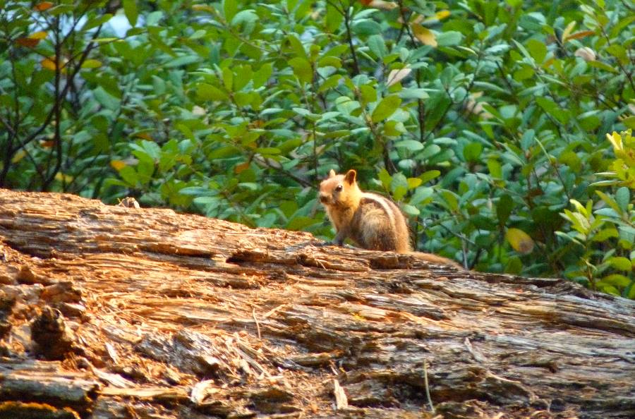 ardilla y sequoya en Yosemite