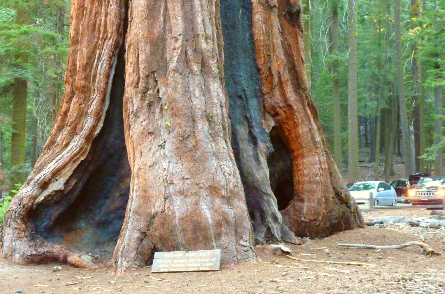 grizzly giant en mariposa grove