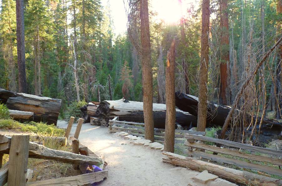 caminata en mariposa grove